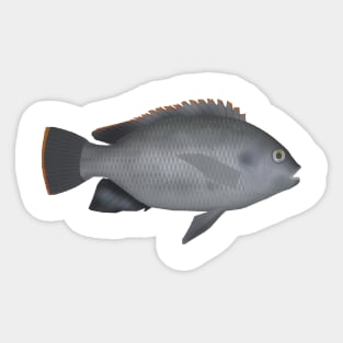 Victoria Tilapia Sticker